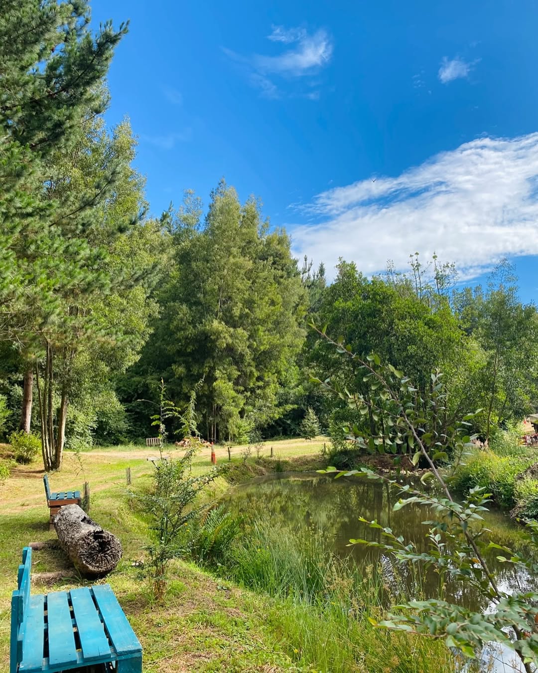 Foto principal del camping (bosque / río)